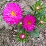 Aster flower