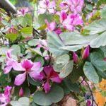 Kanchnar flowers