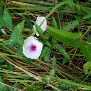 Read more about the article Argyreia nervosa plant flower/ Elephant creeper plant flower/ Vidhara plant