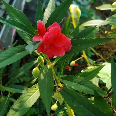 Balsam plant flowers: grow, care and propagation