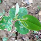 Sandalwood plant
