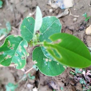 How to grow, care and sell Sandalwood plant