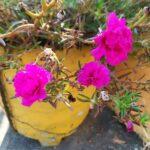 Moss rose/ 9 o'clock flowers
