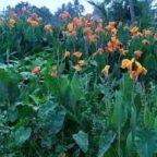 Canna lily plant flowers image