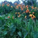Canna lily plant flowers image