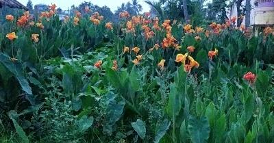 Canna lily/ canna Indica/ Indian short/ plant all about to grow and care