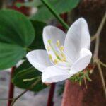 White kanchan flower