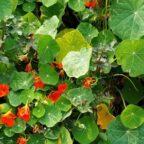 Nasturtium flowers