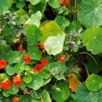 Nasturtium flowers