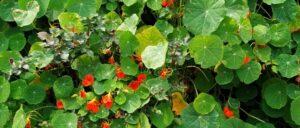Read more about the article Nasturtium flower: all information about grow and care
