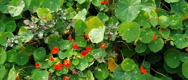 Nasturtium flower: all information about grow and care
