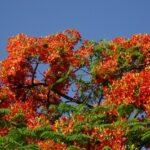 Royal poinciana flowers