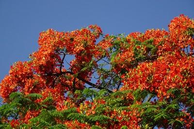 Delonex Regia/Gulmohar/ Royal Poinciana/ flowers all information