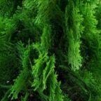 juniper plants