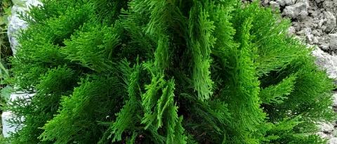 Best way to grow and care juniper plant