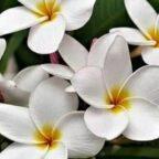 Frangipani/plumeria Alba flower