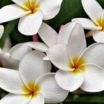 Frangipani/plumeria Alba flower