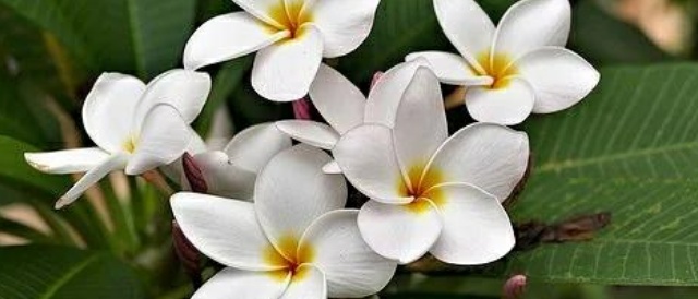 Plumeria Alba/Frangipani/Champa flower grow and care