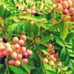 Curry leaves plant