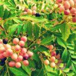 Curry leaves plant