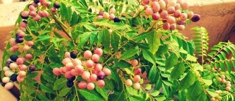 Amazing benefits of curry plant leaves/Kadi patta/Meetha Neem
