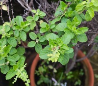 mint plant benefits 
