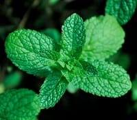 mint plant grow