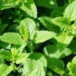 Mint/pudina plant