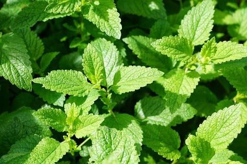 How to grow mint or pudina plant indoors and outdoors