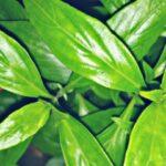 Swamp weed/ Talmakhana/ Kulekhara
