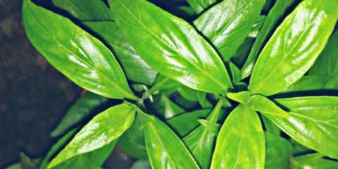 Swamp weed/ Talmakhana/ Kulekhara plants benefits