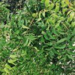 Neem plant image