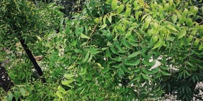 Neem health benefits
