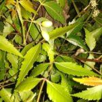 Neem plant/tree grow and care
