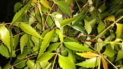 How to grow and care Neem plant/tree