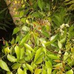 Neem plant