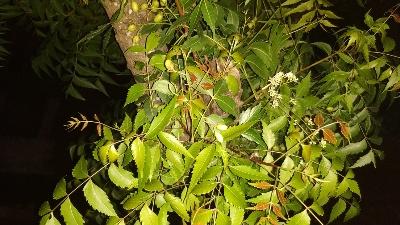 Uses and side effects of Neem plant