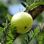 Amla plant growing and fertilize