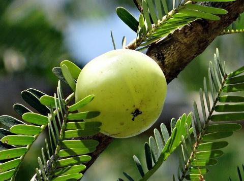 How to grow and fertilizer Amla plant