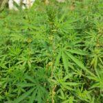 Benefits of cannabis plant/Indian hemp/Bhang plant