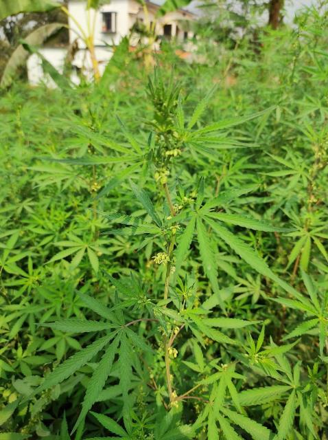 Benefits of cannabis plant/Indian hemp/Bhang plant