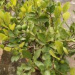 lemon plant grow and care indoors
