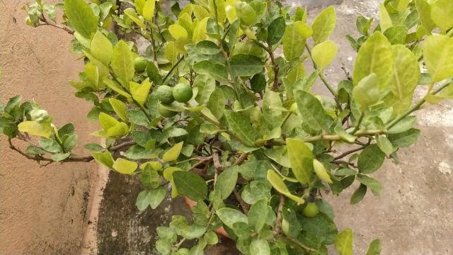Read more about the article Lemon plant grow and care indoors