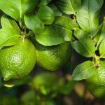 best-way-to-grow-lemon-trees-outdoors