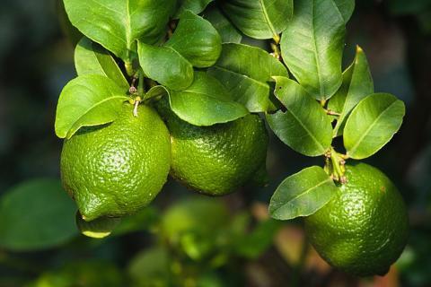 Read more about the article Best way to grow Lemon trees outdoors