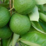 Amazing benefits of lemon