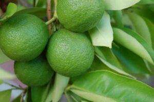 Read more about the article 15 Amazing  health benefits of lemon