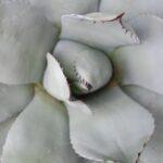 White aloe vira