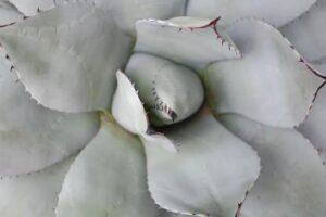 Read more about the article White Aloe Vera