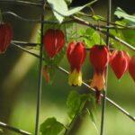 Japanese lanterns flowers